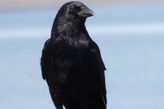 Carrion Crow © Catherine Leatherland